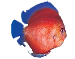 fish15