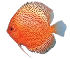 fish9