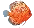 fish9