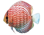 fish10