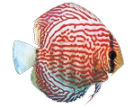 fish10