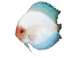 fish11