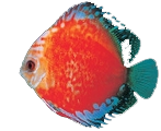 fish12