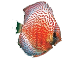 fish13
