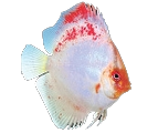 fish14