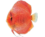 fish1