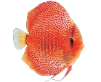 fish1