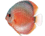fish2