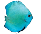 fish3