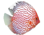 fish4