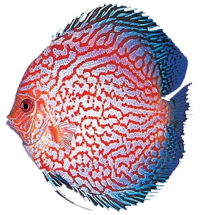 fish5