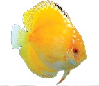 fish6