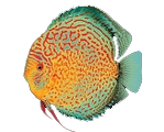 fish7