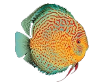 fish7