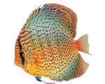 fish8