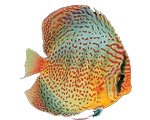 fish8